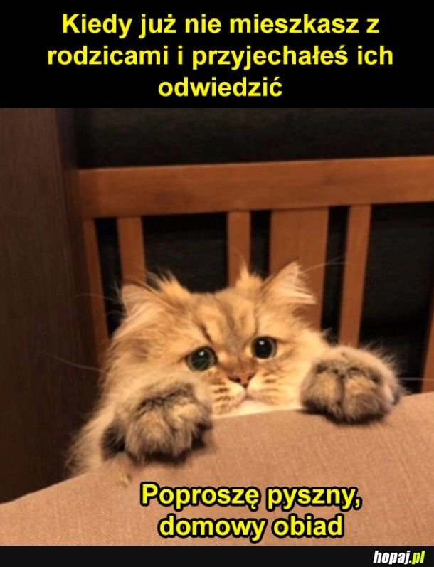 
    Proszę o jedzenie