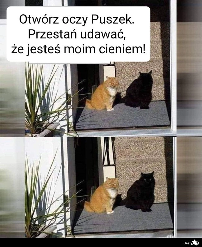 
    Puszek 