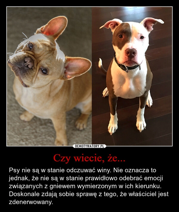 
    Czy wiecie, że...