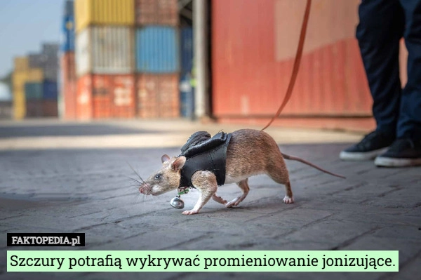 
    Szczury potrafią wykrywać promieniowanie jonizujące.
