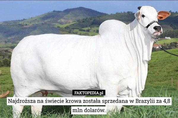 
    Najdroższa na świecie krowa została sprzedana w Brazylii za 4,8 mln dolarów.