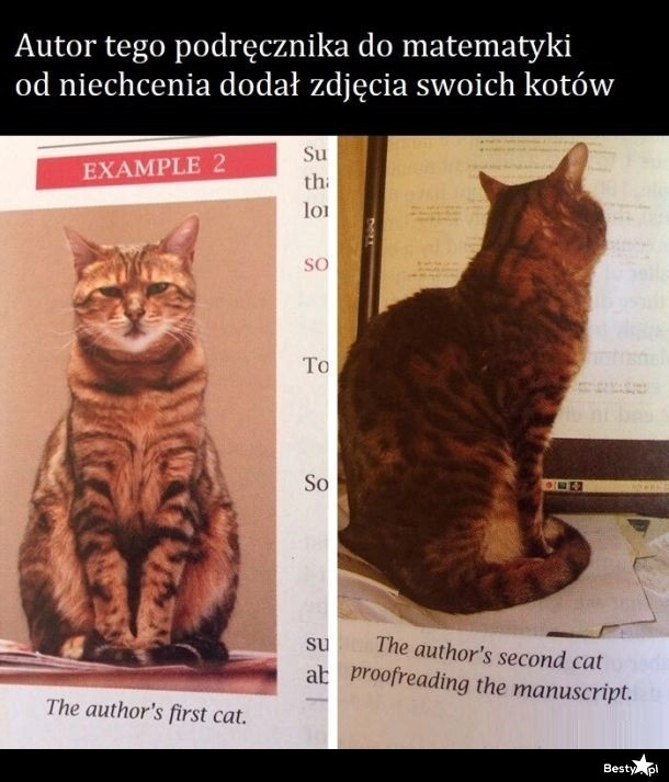 
    Kot w podręczniku 