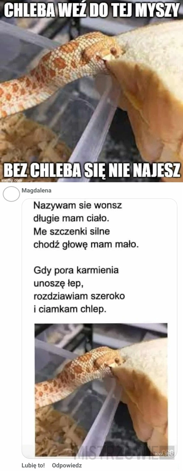 
    Wężowa poezja