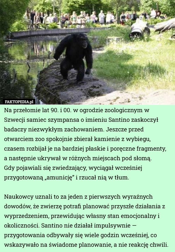 
    Na przełomie lat 90. i 00. w ogrodzie zoologicznym w Szwecji samiec szympansa...