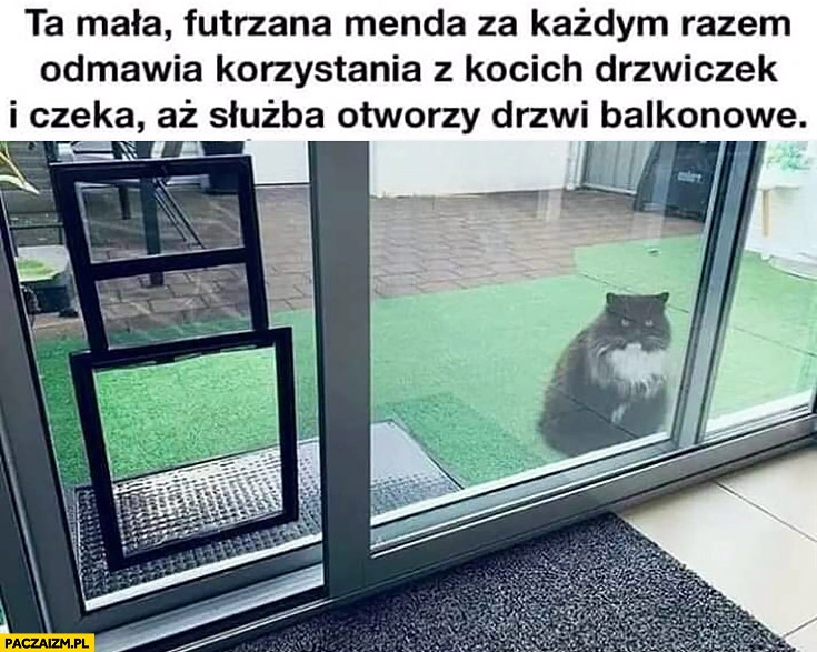 
    Kot ta mała futrzana menda za każdym razem odmawia korzystania z kocich drzwiczek i czeka aż służba otworzy drzwi balkonowe