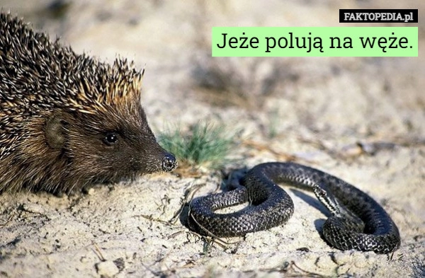 
    Jeże polują na węże.