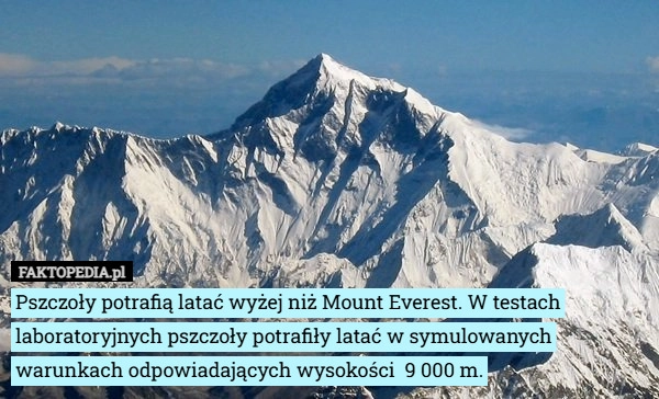 
    Pszczoły potrafią latać wyżej niż Mount Everest. W testach laboratoryjnych
