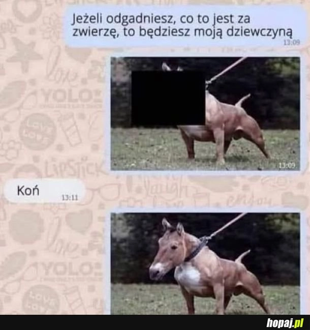 
    Dziewczyny