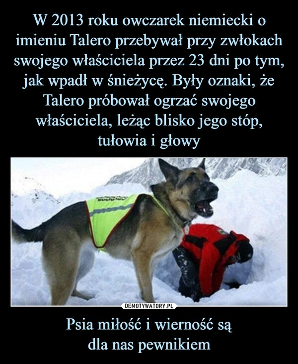 
    W 2013 roku owczarek niemiecki o imieniu Talero przebywał przy zwłokach swojego właściciela przez 23 dni po tym, jak wpadł w śnieżycę. Były oznaki, że Talero próbował ogrzać swojego właściciela, leżąc blisko jego stóp, tułowia i głowy Psia miłość i wierność są
dla nas pewnikiem