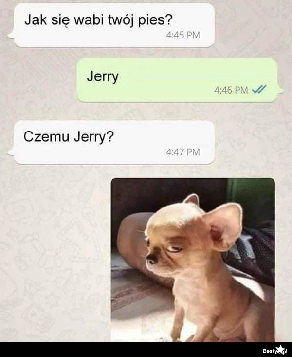 
    Pies Jerry 