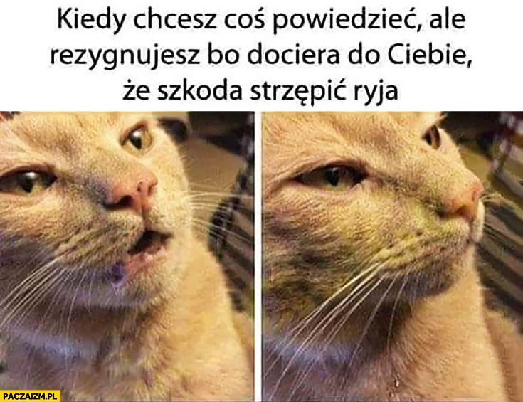 Kiedy chcesz coś powiedzieć, ale rezygnujesz bo dociera do Ciebie, że szkoda strzępić ryja kot