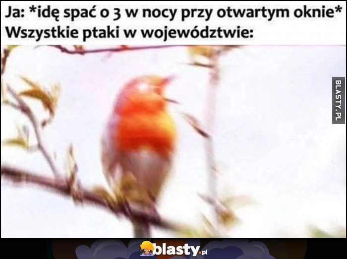 
    Ja: idę spać o 3 w nocy przy otwartym oknie, wszystkie ptaki w województwie: drą ryja