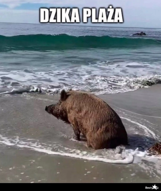 
    Dzika plaża 