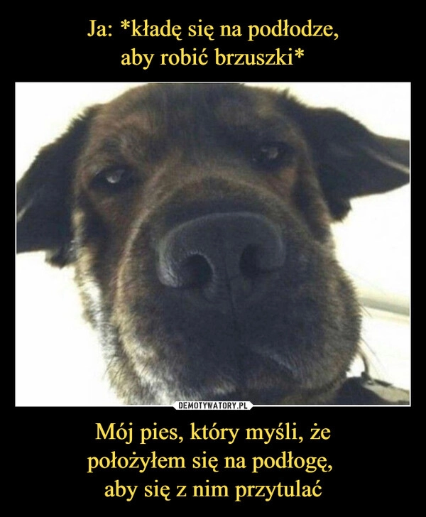 
    Ja: *kładę się na podłodze,
aby robić brzuszki* Mój pies, który myśli, że
położyłem się na podłogę, 
aby się z nim przytulać