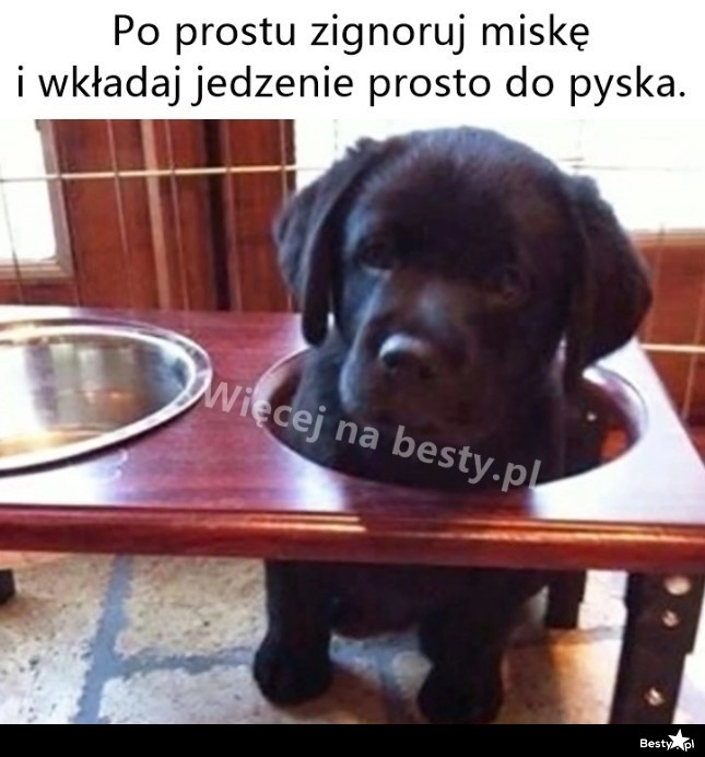 
    Po co miska 