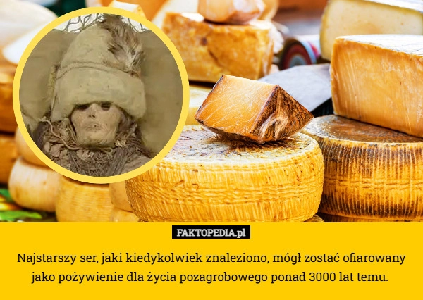 
    Najstarszy ser, jaki kiedykolwiek znaleziono, mógł zostać ofiarowany jako