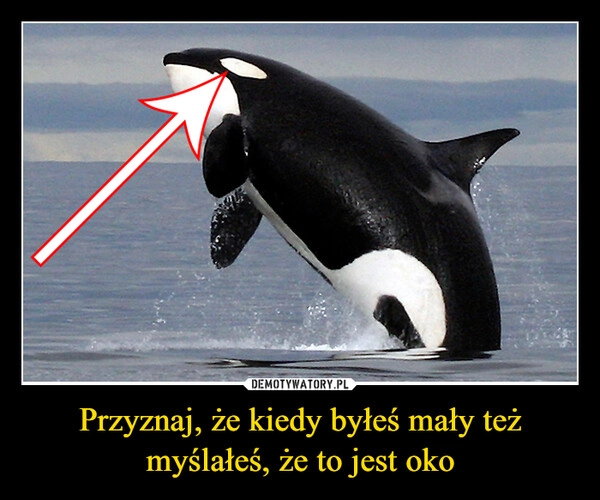 
    Przyznaj, że kiedy byłeś mały też myślałeś, że to jest oko