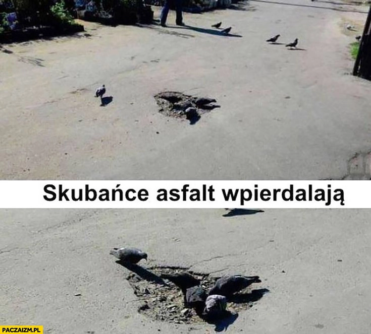 
    Gołębie skubańce asfalt wpierdzielają