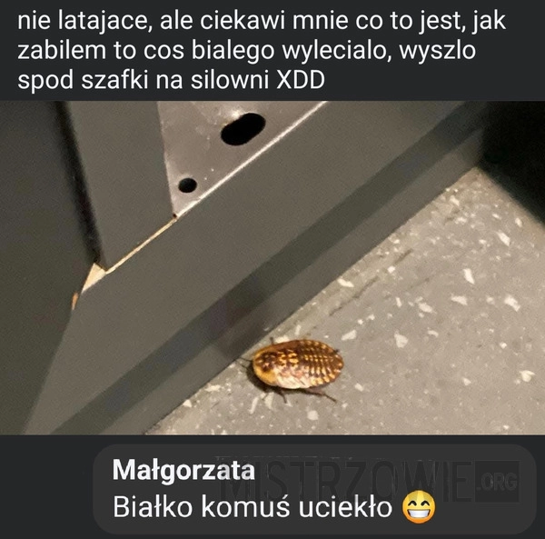 
    Tymczasem na siłowni