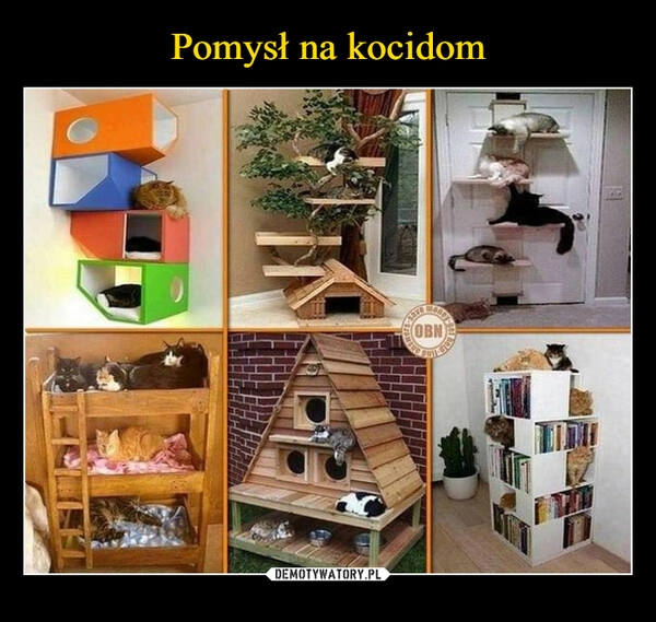 
    Pomysł na kocidom