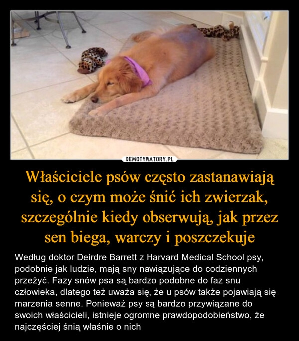 
    Właściciele psów często zastanawiają się, o czym może śnić ich zwierzak, szczególnie kiedy obserwują, jak przez sen biega, warczy i poszczekuje