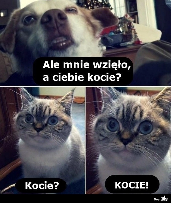 
    Kota chyba też 