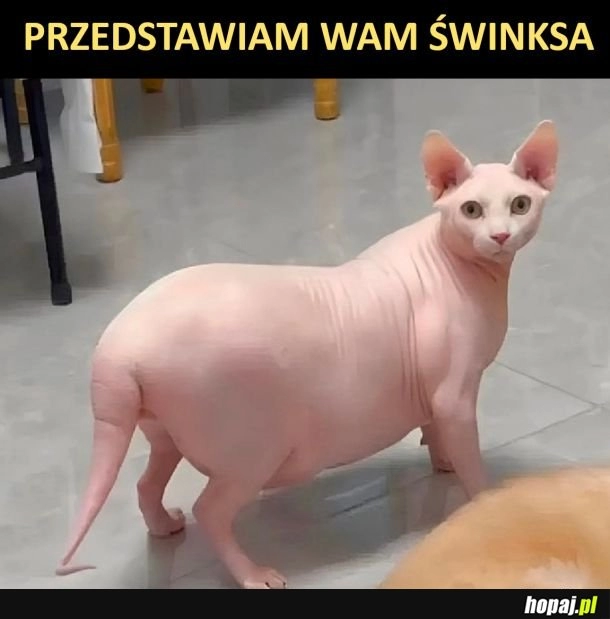 
    Świnks