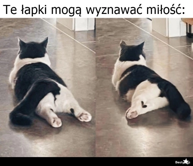 
    Łapki 