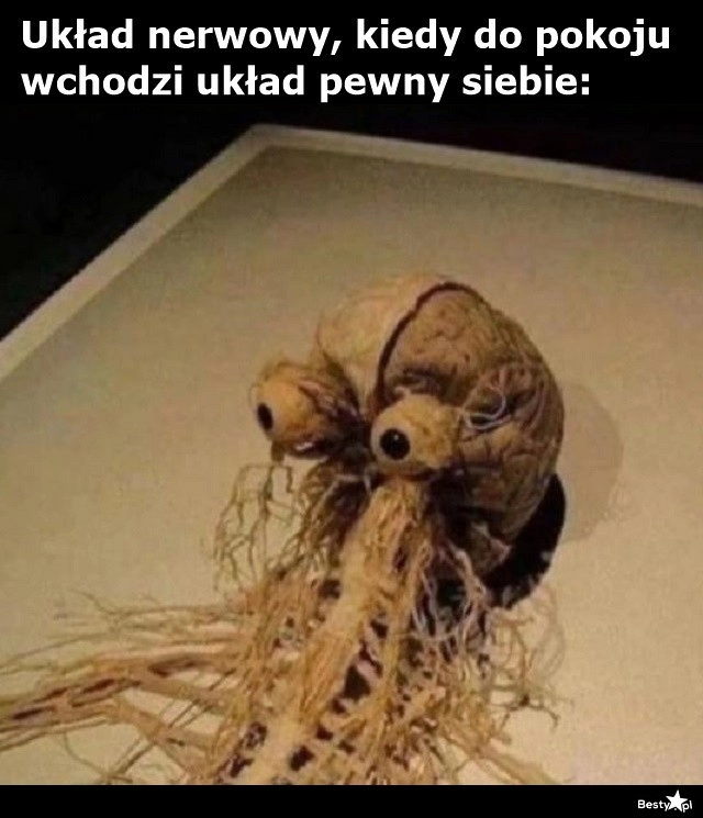 
    Układ nerwowy 