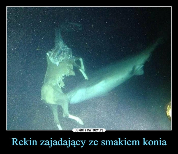 
    Rekin zajadający ze smakiem konia 