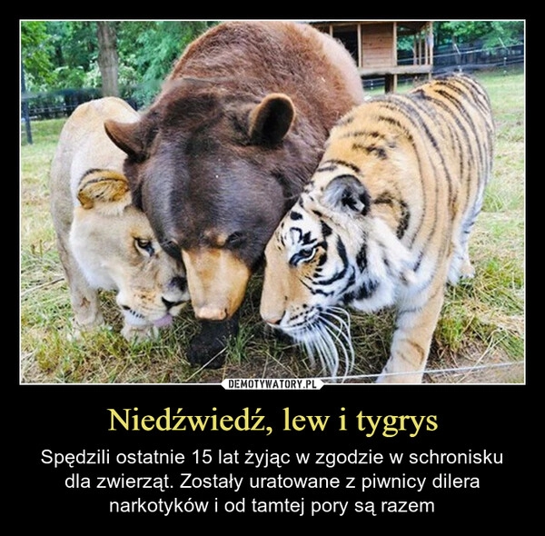 
    Niedźwiedź, lew i tygrys