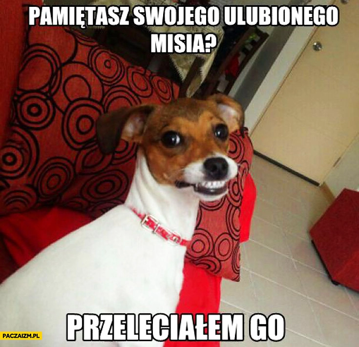 
    Pamiętasz swojego ulubionego misia? Przeleciałem go