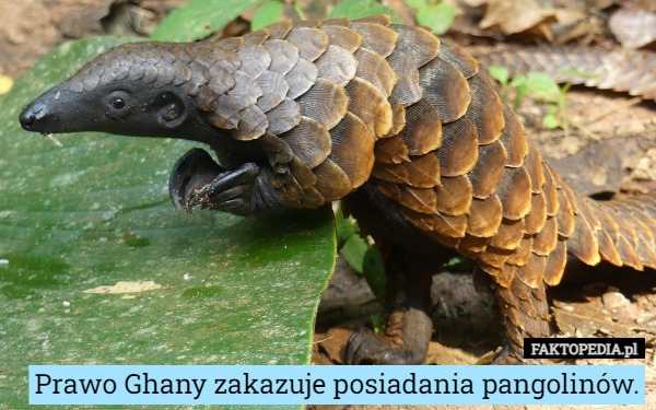 
    Prawo Ghany zakazuje posiadania pangolinów.