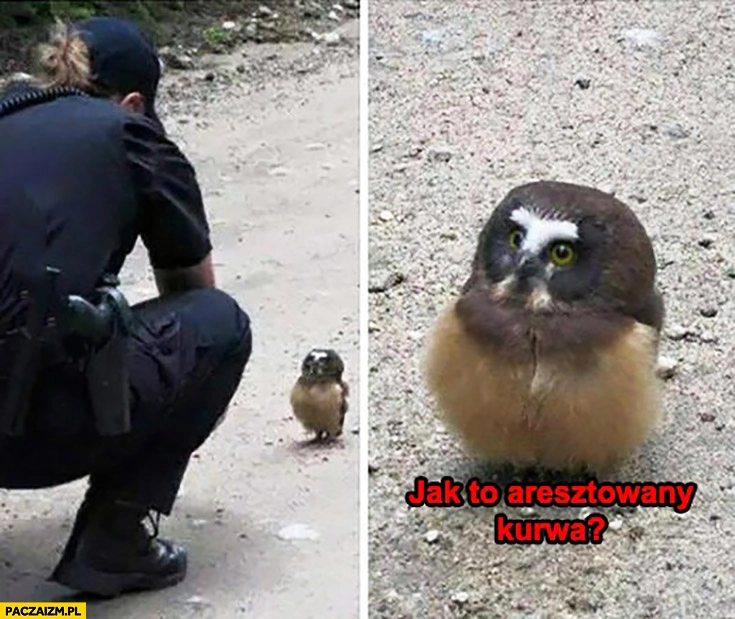 
    Jak to aresztowany kurna? Zdziwiona sowa