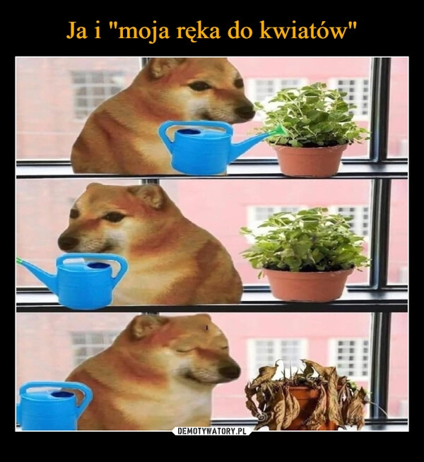 
    Ja i "moja ręka do kwiatów"