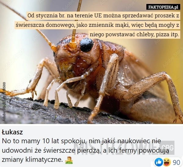 
    Proszek