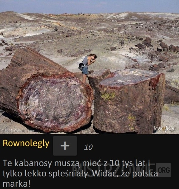 
    
			Park Narodowy Skamieniałego Lasu					