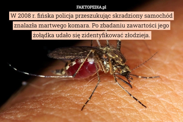 
    W 2008 r. fińska policja przeszukując skradziony samochód znalazła martwego