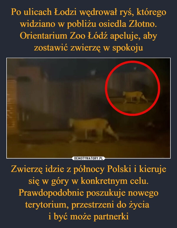 
    Po ulicach Łodzi wędrował ryś, którego widziano w pobliżu osiedla Złotno.
Orientarium Zoo Łódź apeluje, aby zostawić zwierzę w spokoju Zwierzę idzie z północy Polski i kieruje się w góry w konkretnym celu. Prawdopodobnie poszukuje nowego terytorium, przestrzeni do życia 
i być może partnerki