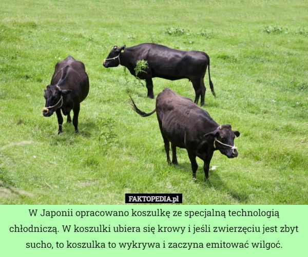 
    W Japonii opracowano koszulkę ze specjalną technologią chłodniczą. W koszulki