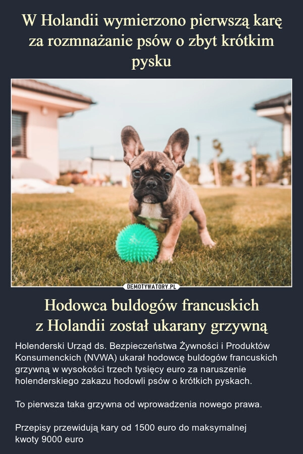 
    W Holandii wymierzono pierwszą karę za rozmnażanie psów o zbyt krótkim pysku Hodowca buldogów francuskich
z Holandii został ukarany grzywną