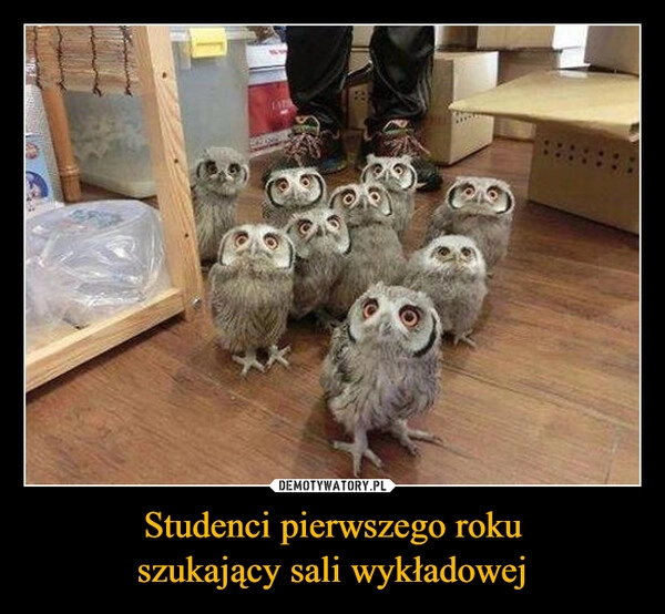 
    Studenci pierwszego roku
szukający sali wykładowej