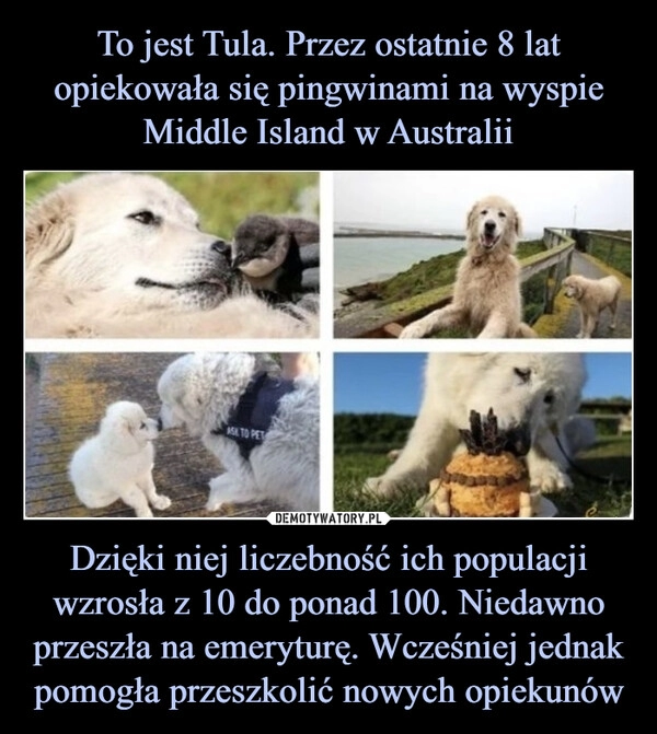 
    To jest Tula. Przez ostatnie 8 lat opiekowała się pingwinami na wyspie Middle Island w Australii Dzięki niej liczebność ich populacji wzrosła z 10 do ponad 100. Niedawno przeszła na emeryturę. Wcześniej jednak pomogła przeszkolić nowych opiekunów