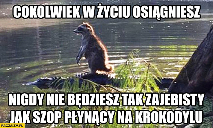 
    Cokolwiek w życiu osiągniesz nigdy nie będziesz jak szop płynący na krokodylu
