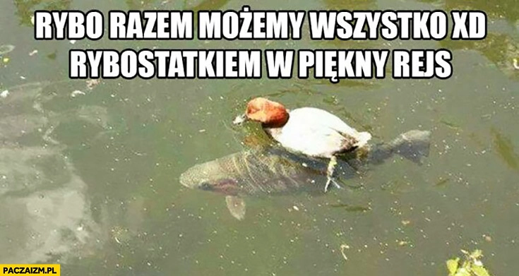 
    Rybo razem możemy wszystko rybostatkiem w piękny rejs kaczka na rybie