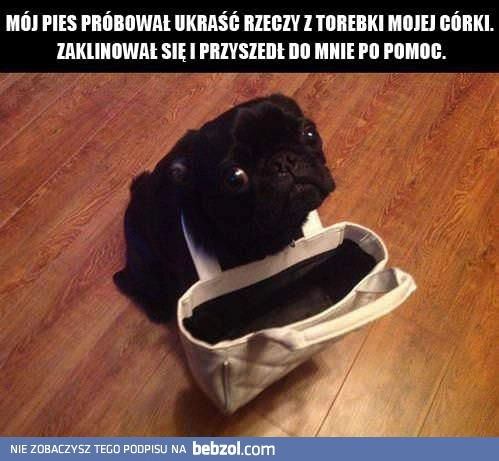 
    Mały przestępca