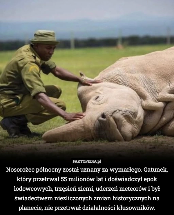 
    Nosorożec północny został uznany za wymarłego. Gatunek, który przetrwał