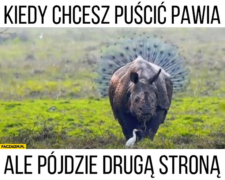 
    Kiedy chcesz puścić pawia ale pójdzie drugą stroną paw za nosorożcem