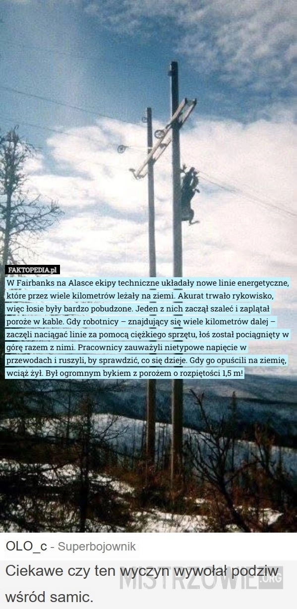 
    Łoś