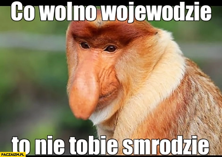 
    Co wolno wojewodzie to nie Tobie smrodzie typowy Polak nosacz małpa